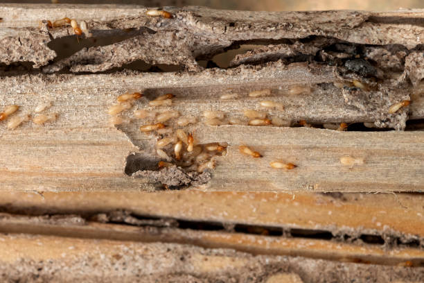 Pest Control for Restaurants in Pikeville, TN